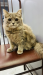 Parshian cat